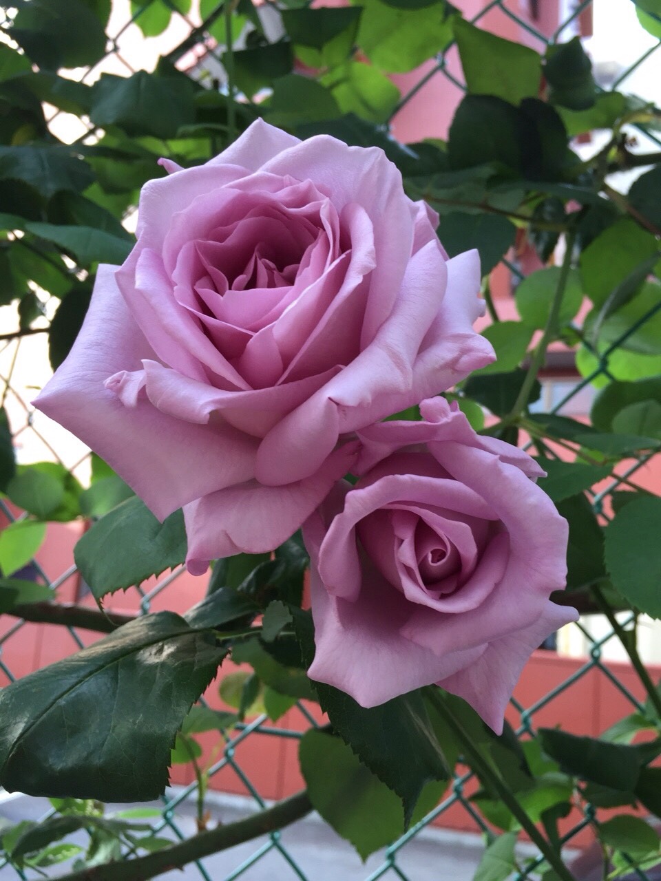 強い品種の紫のバラ お勧めのベスト5 ローズノート