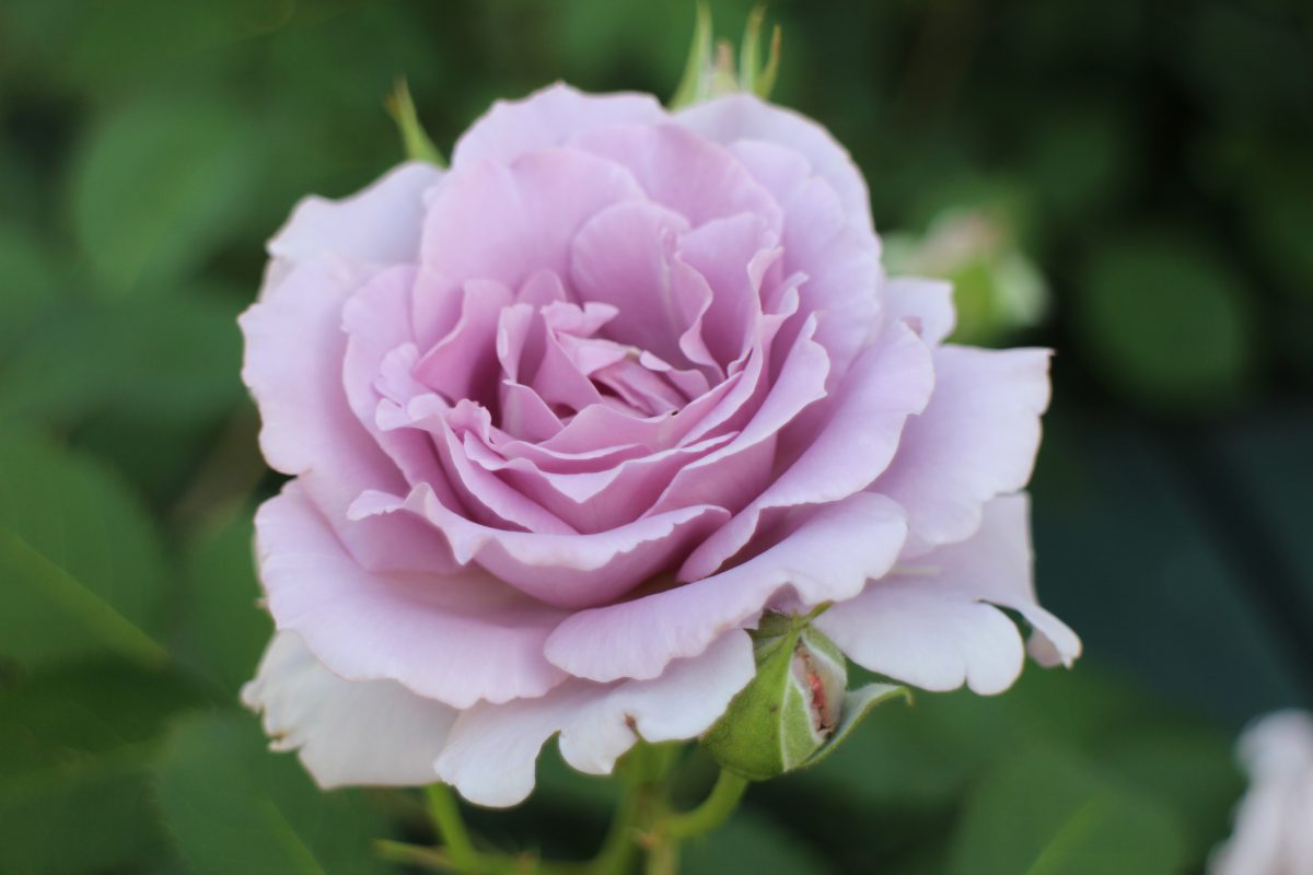 強い品種の紫のバラ お勧めのベスト5 ローズノート